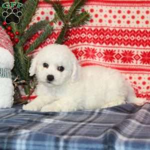 Joy, Bichon Frise Puppy